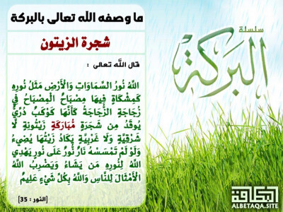 ﻿ما وصفه الله تعالى بالبركة - شجرة الزيتون