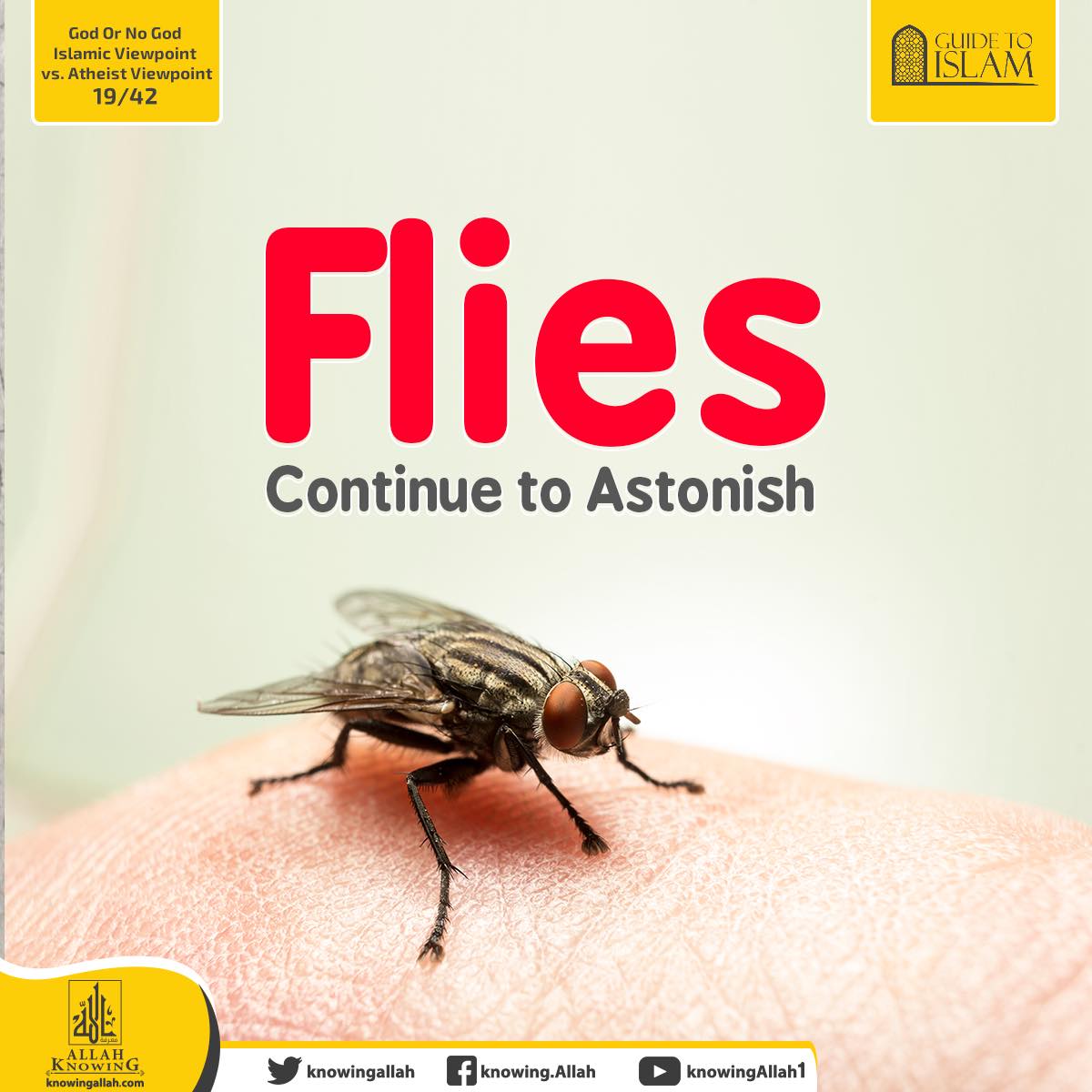 Flies Continue To Astonish